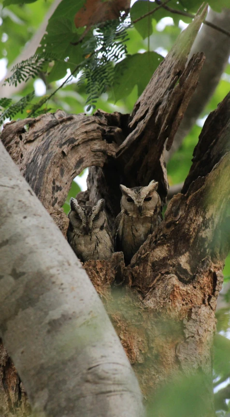 two owls sitting in the tree looking at soing