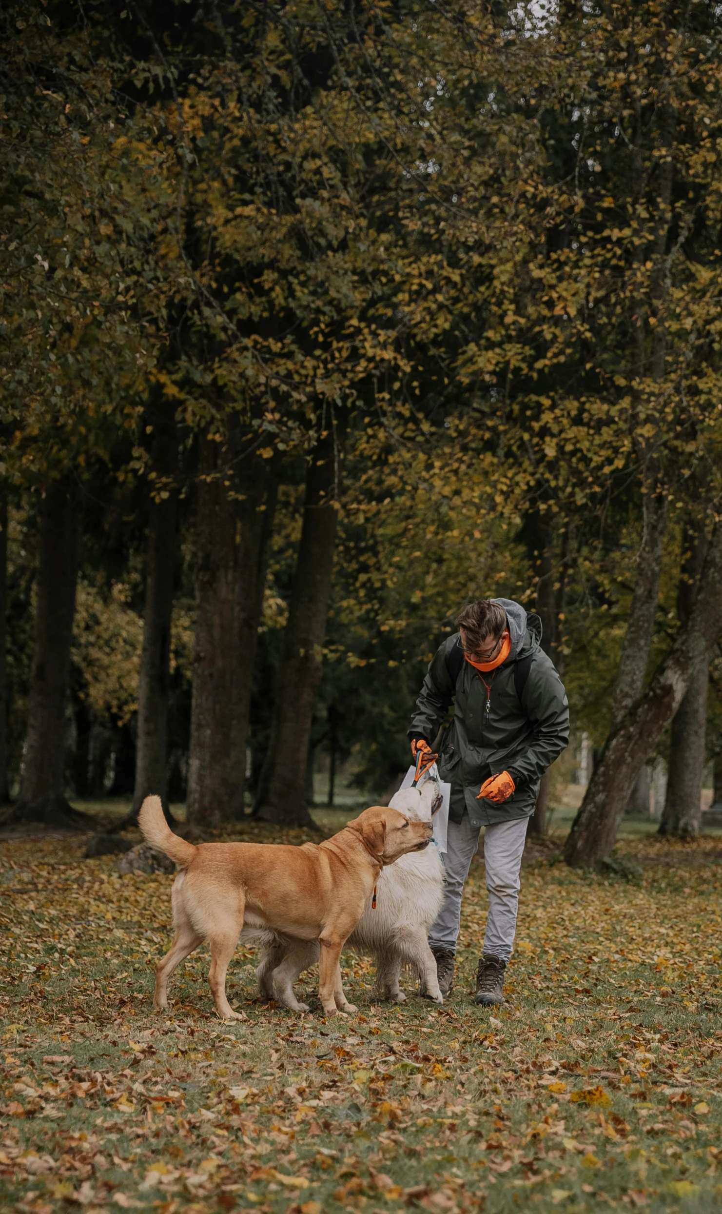 two dogs playing tug of war with a man and his dog