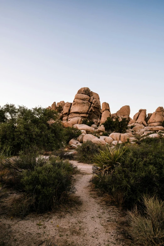 the rocky terrain has many small plants on it