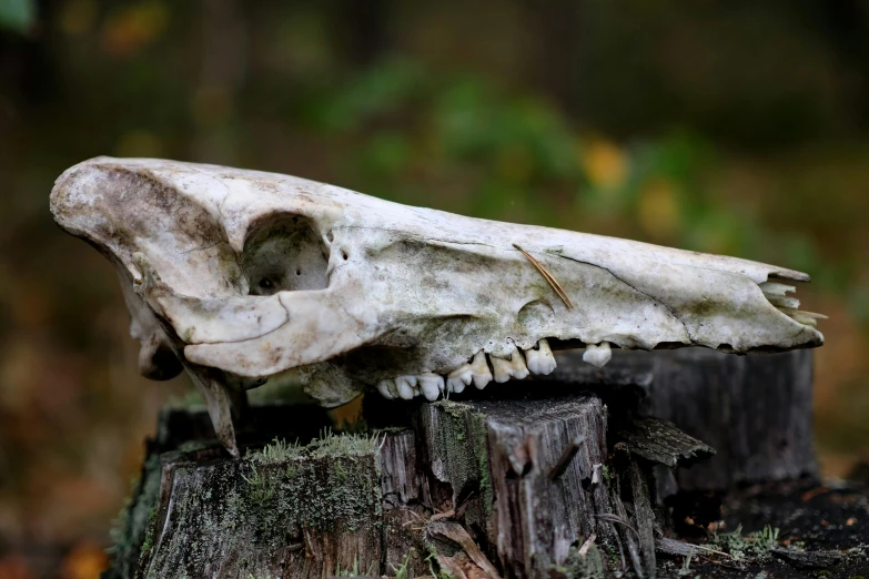 a po of a white bear skull on top of a stump