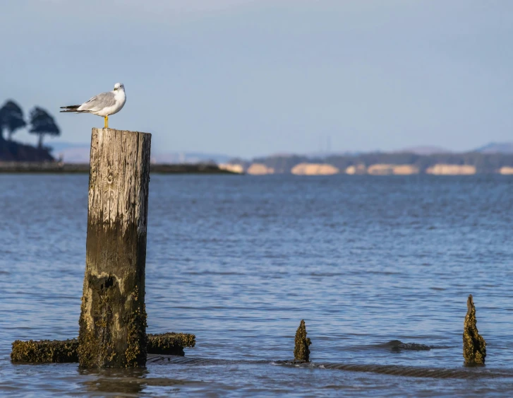 a seagull sits on top of a piece of wood in the water