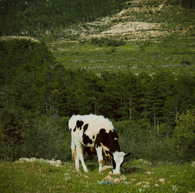 a cow with a bell sits in the grass