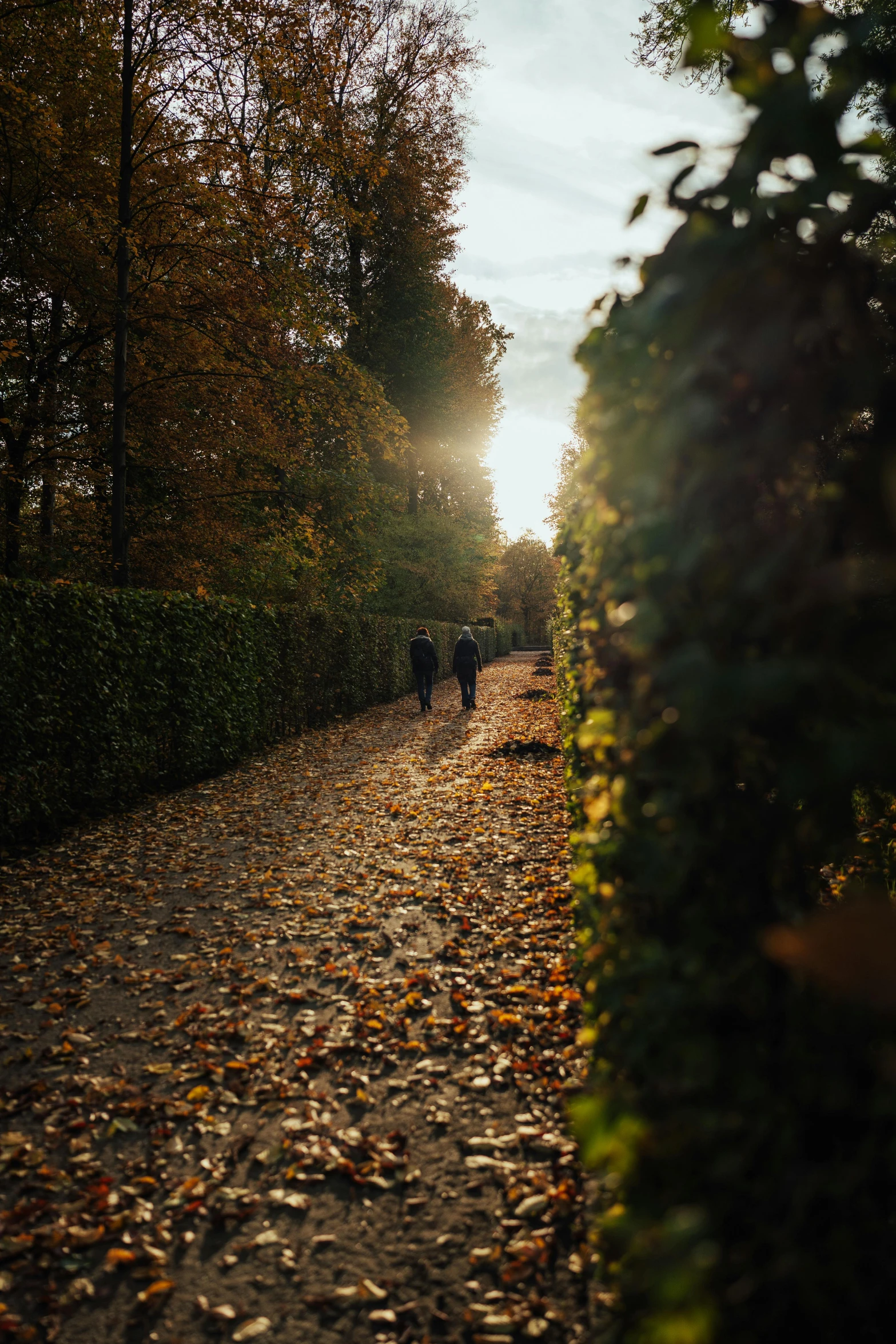 a path is lined with tall leafed trees and leaves on the ground