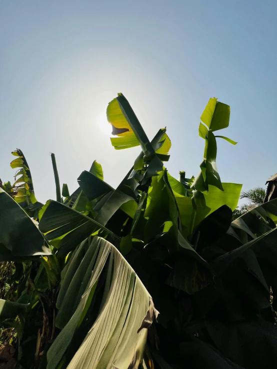 a large green leafy plant sitting in the sun