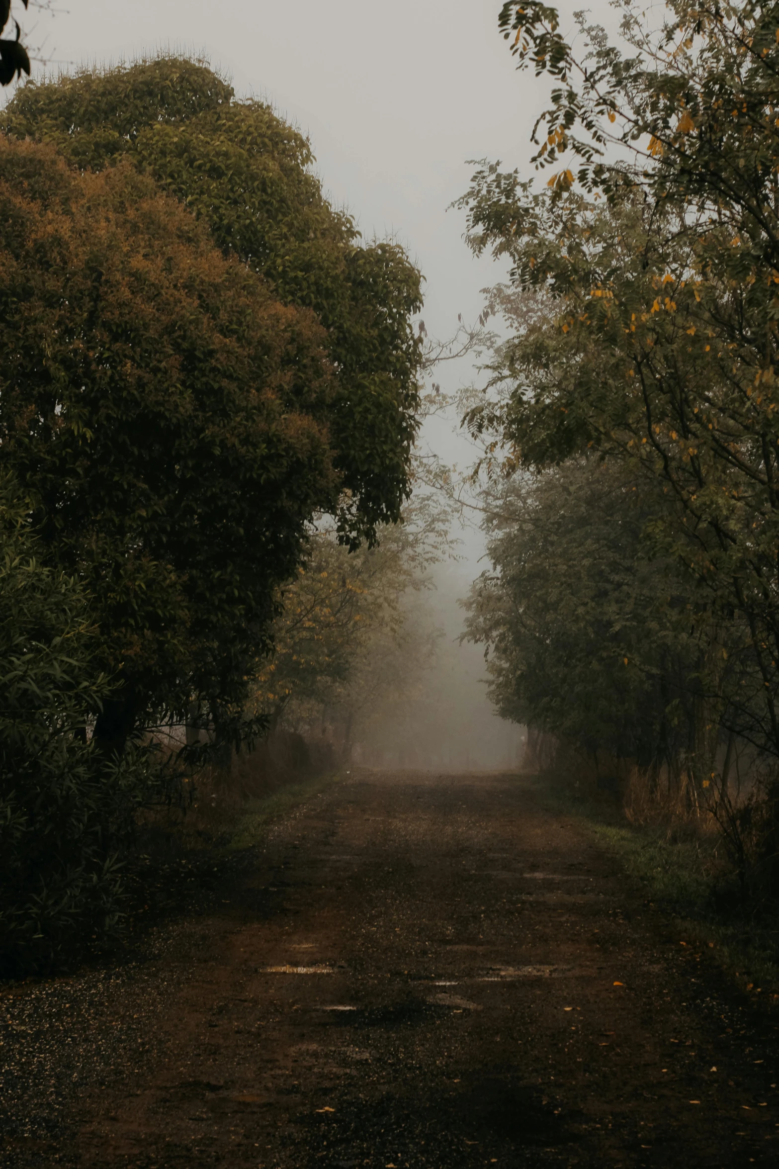 a dirt road surrounded by trees and foliage