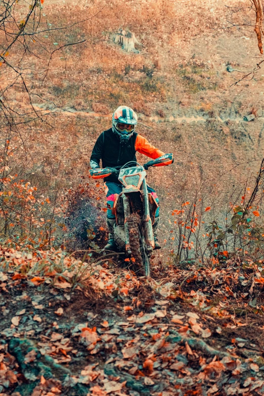 a person on a dirt bike in the brush