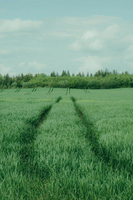 a wide field has trees and bushes in the background