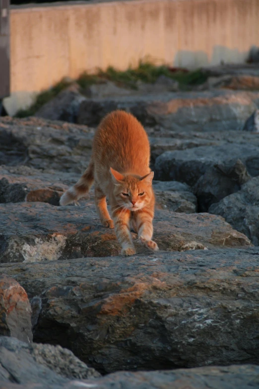 the cat is walking along the rocks of a beach