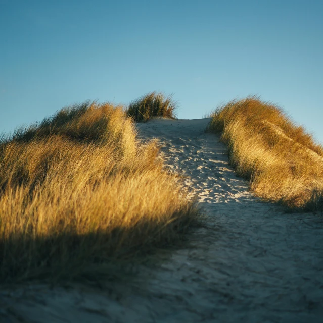 an image of some dunes and grass on a sunny day