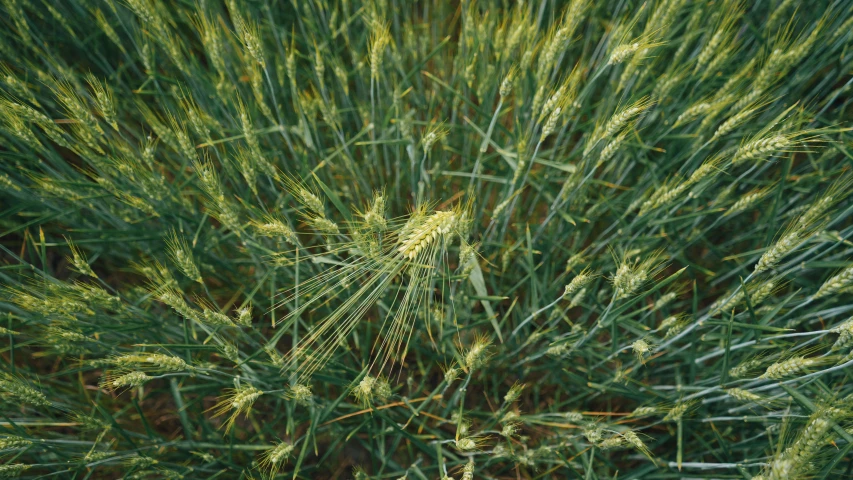 a very close up picture of grass or a tree