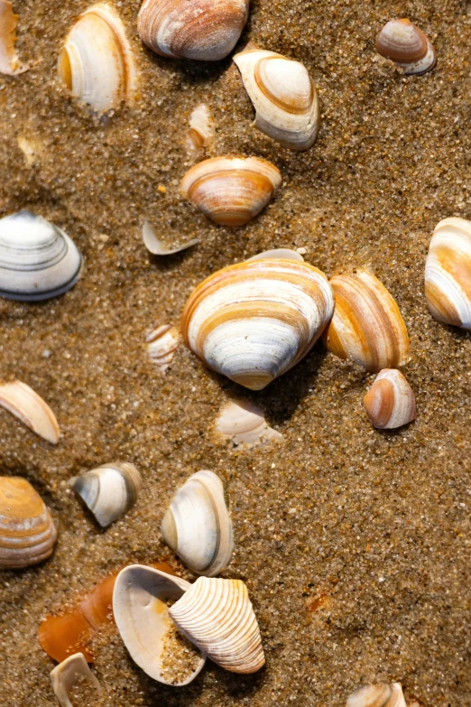many different shells and sand on the ground
