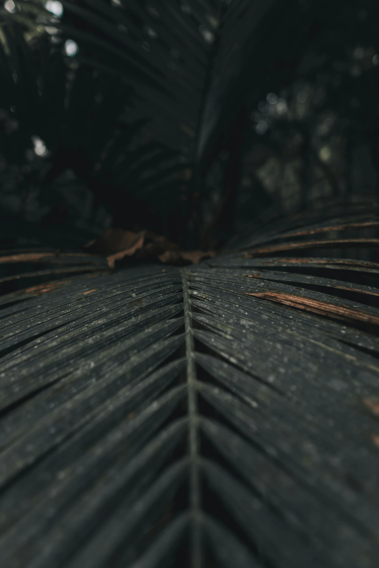 leaves of a palm tree are seen from below