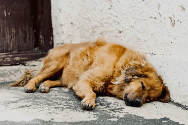 a dog that is laying on the ground outside