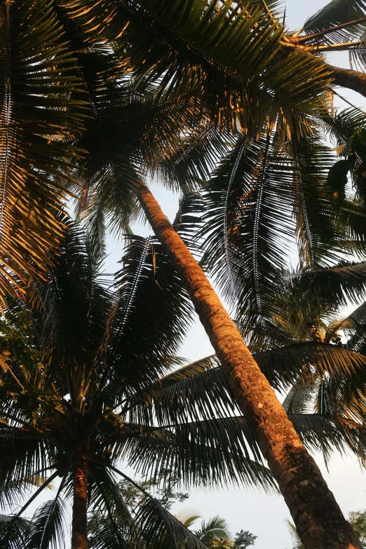 a tall palm tree is in front of the blue sky