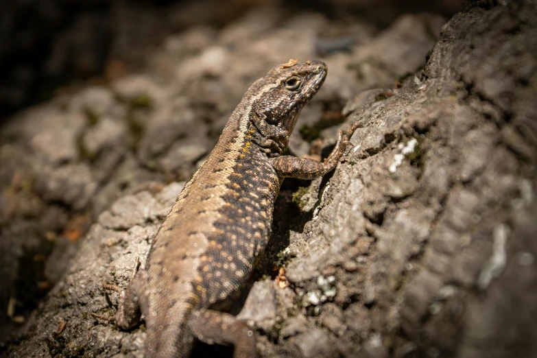 there is a small brown lizard standing on the rocks