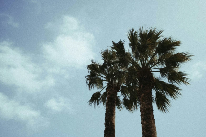 two palm trees are shown against the sky