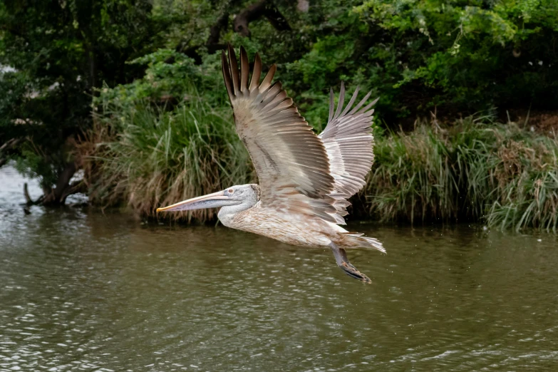 a large bird flies over the water