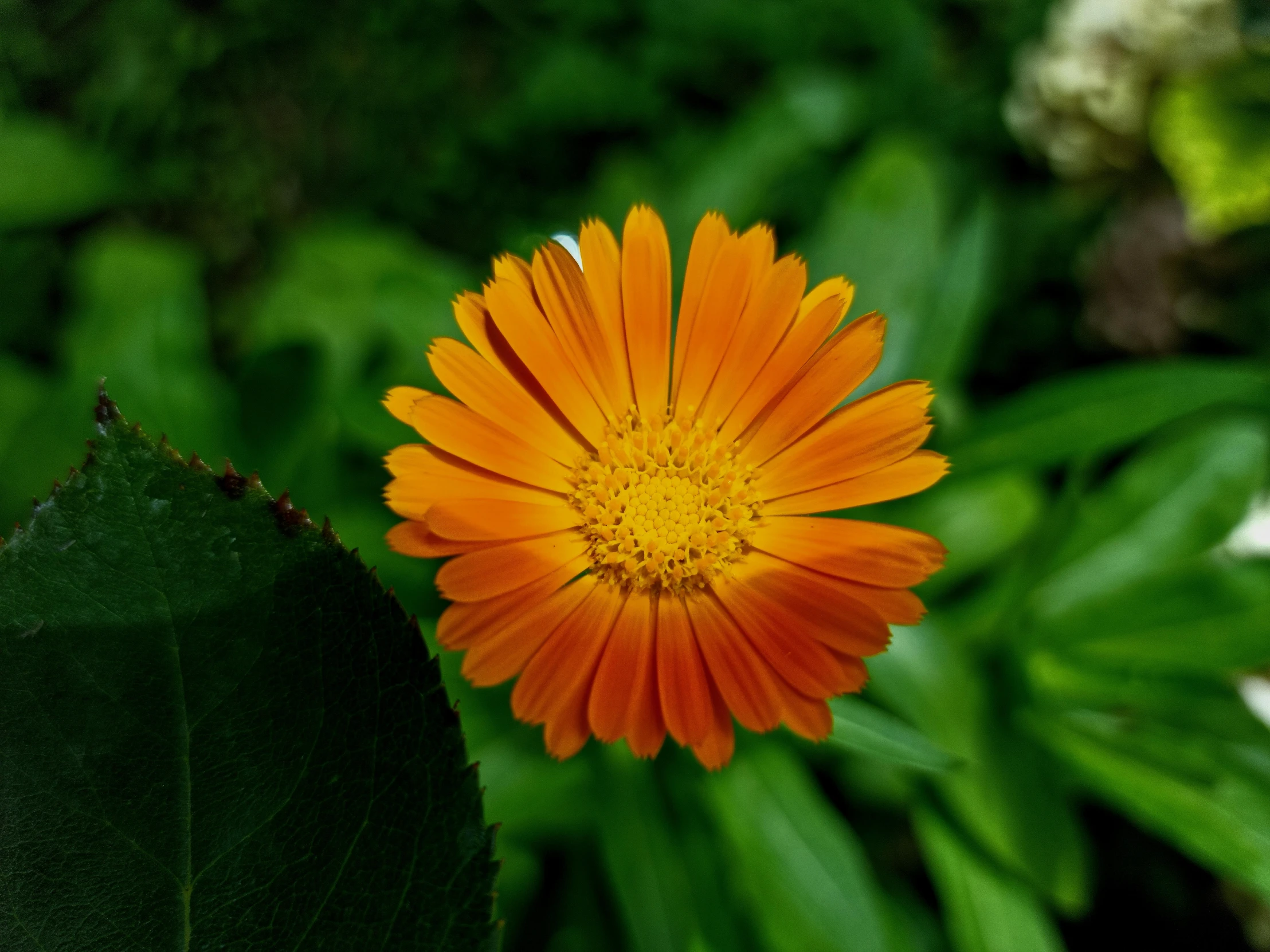 a flower with orange petals is blooming in the field