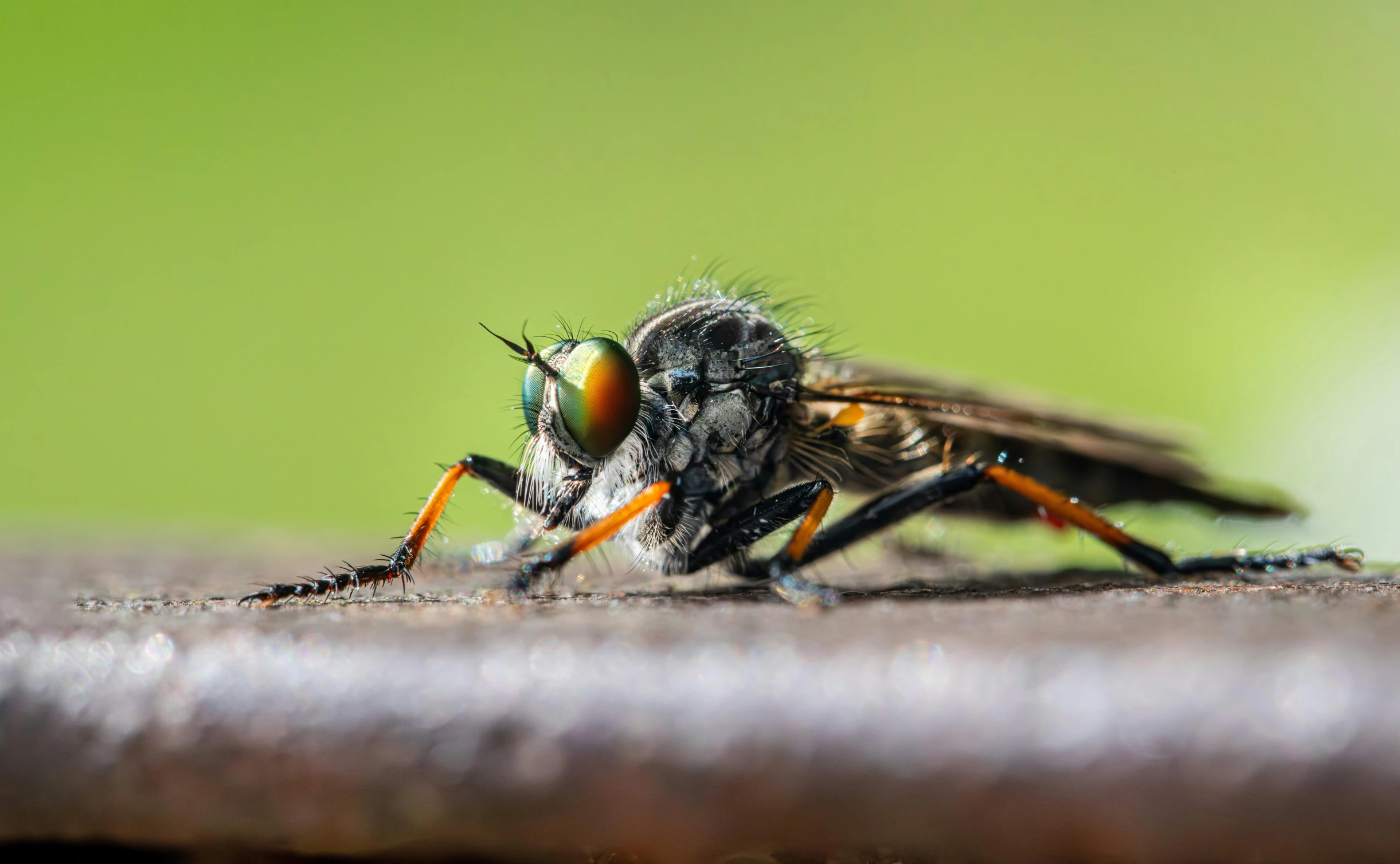 a fly sitting on top of a wooden surface