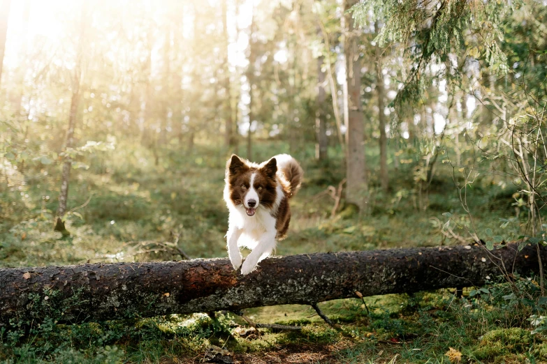 a dog that is standing on a fallen tree