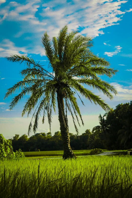 a tree on a field with the sun shining down