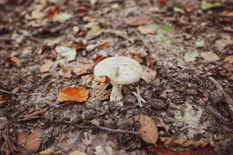 a mushroom standing alone on the ground with leaves