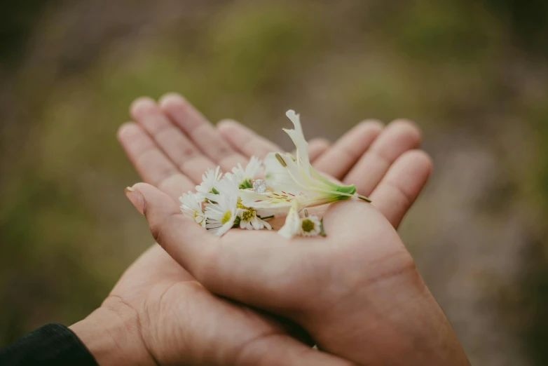 a small cluster of flowers in someone's hands