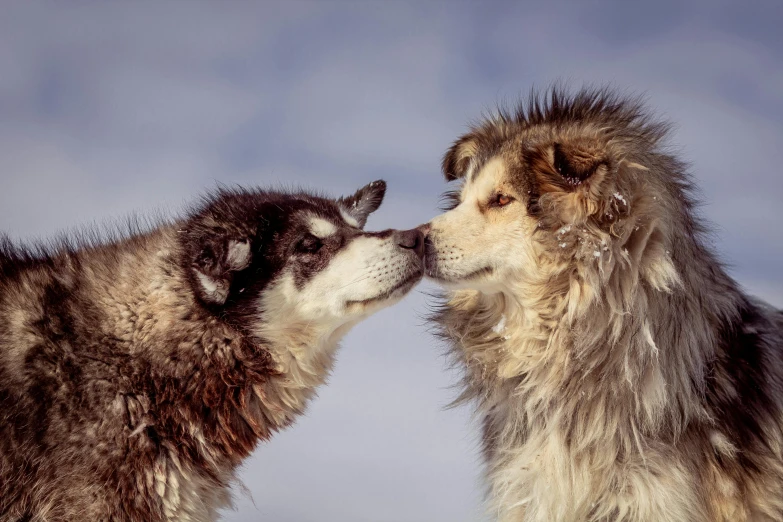 two large dogs kissing each other on a cloudy day