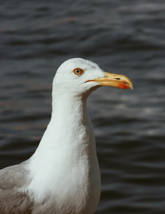 a small white bird sitting on top of a boat