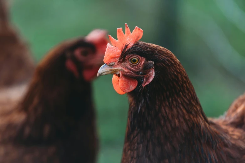 the large rooster is walking through the area