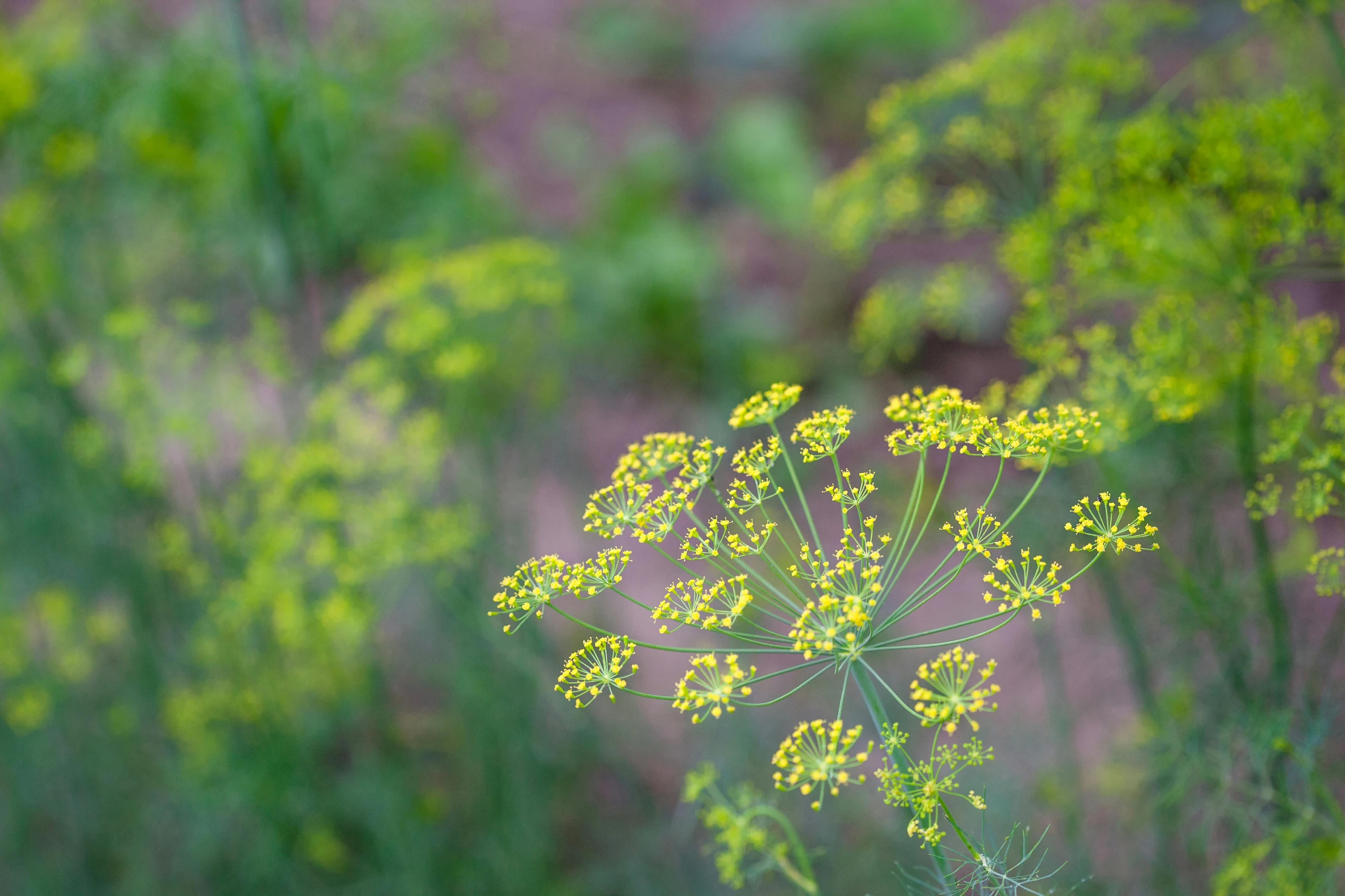 a plant with small yellow and green flowers