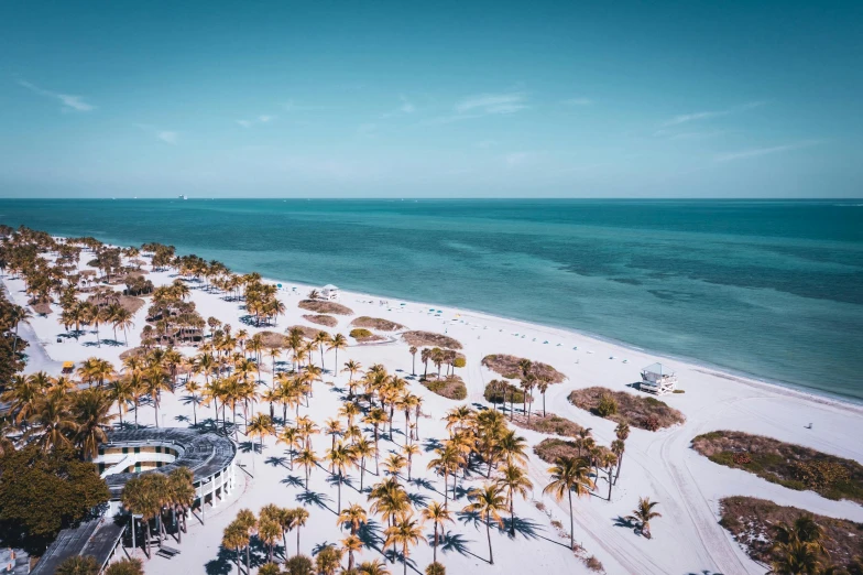 a beach with a lot of palm trees and the ocean in the background