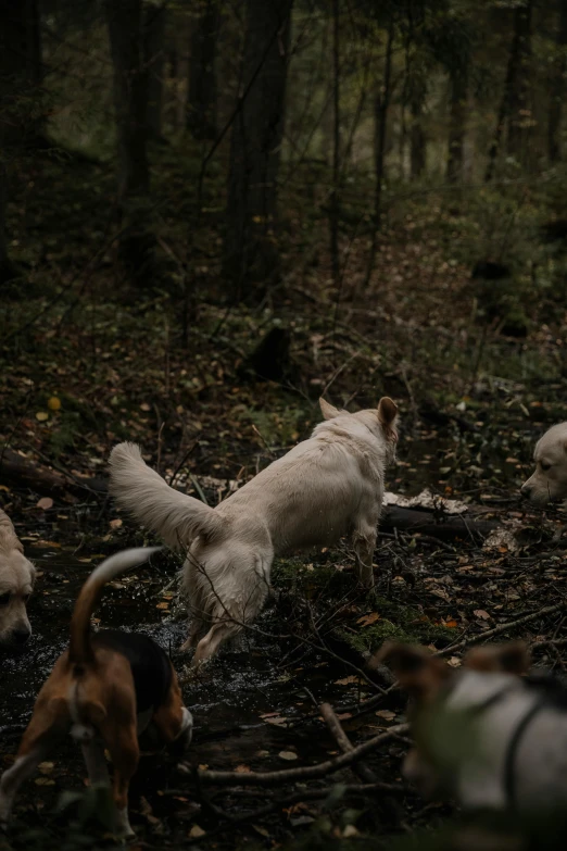 a group of dogs in a forest playing with a frisbee