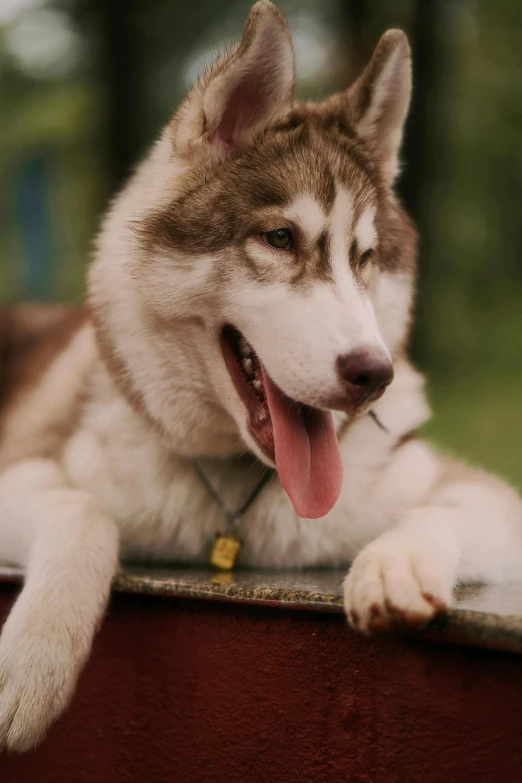 husky resting on wooden bench with tongue out