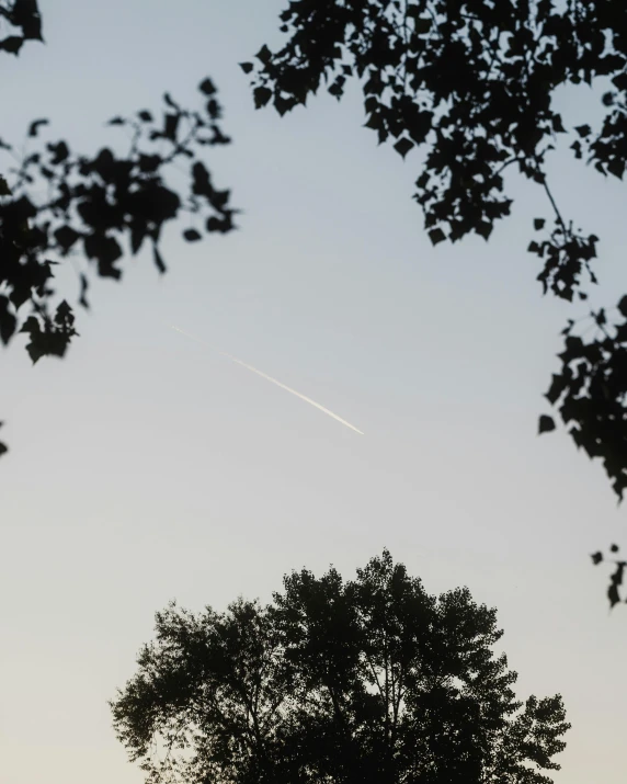 the view from the tree tops of some airplanes flying overhead