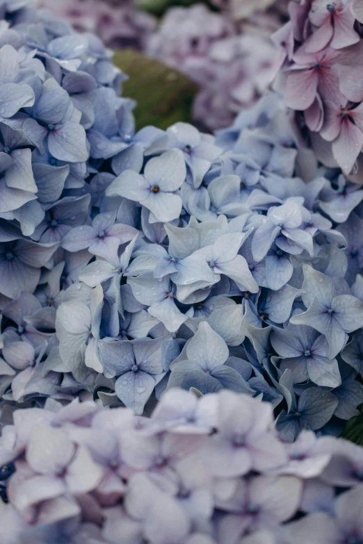 some blue and purple flowers on a green plant