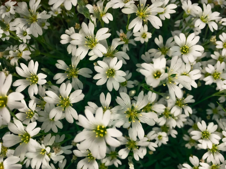 many white flowers with yellow centers on them
