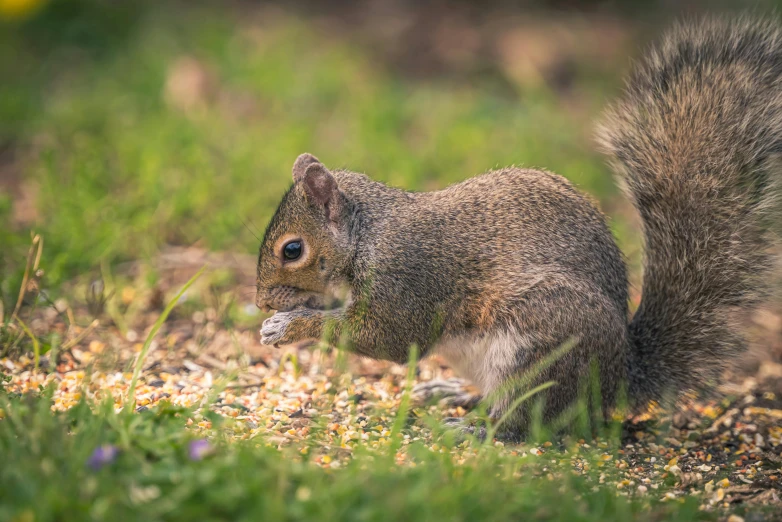a squirrel sits on the ground eating
