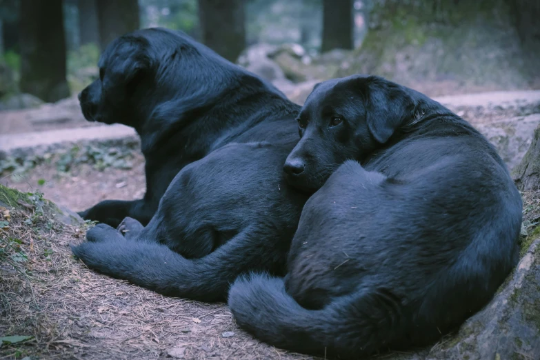 two black dogs curled up sitting next to each other