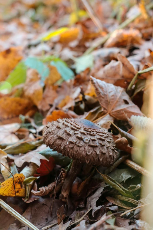 small brown mushroom on the ground covered in leaves