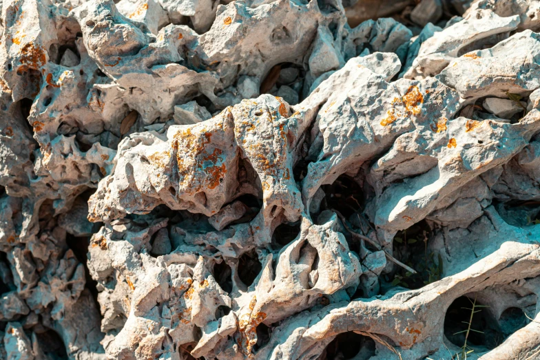 an up close s of rocks and plants