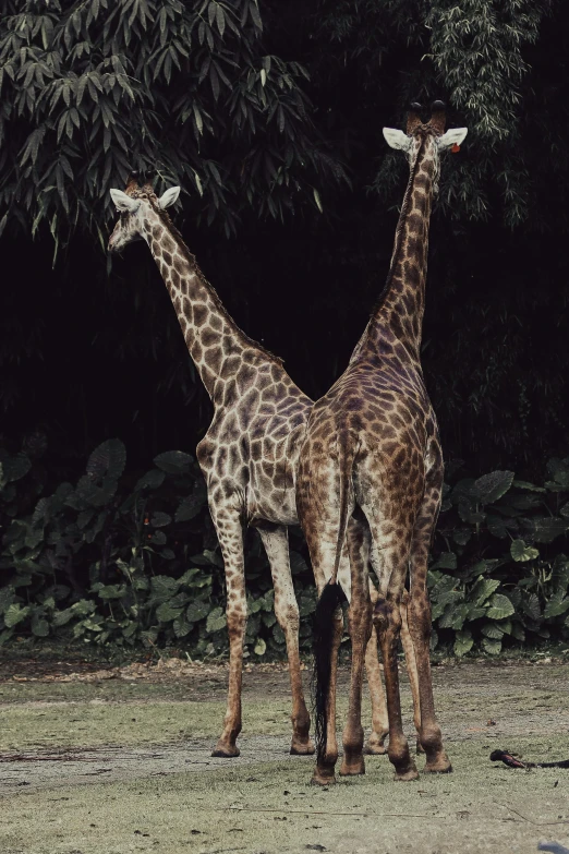 two giraffes are standing by each other in the grass