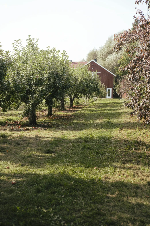 a field of trees next to a building and trees