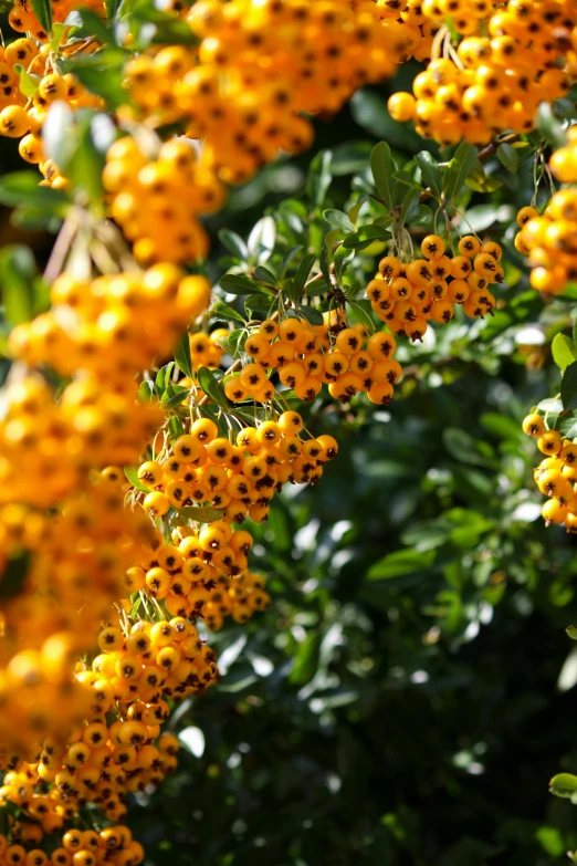 clusters of orange berries on tree top with yellow and green leaves