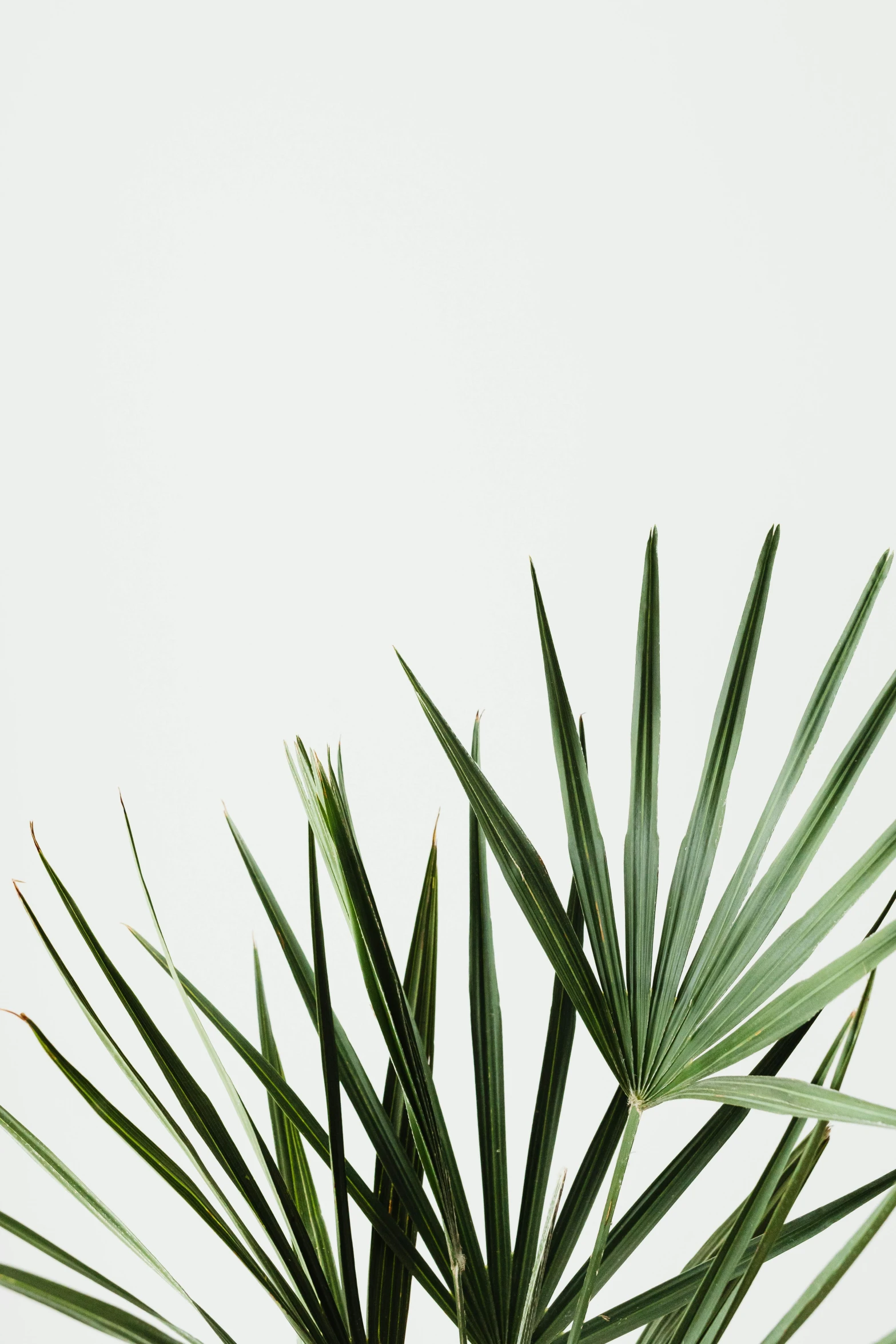 palm leaves are sitting in a clear vase