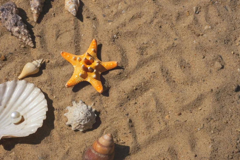 the starfish and seashells are on the sandy beach