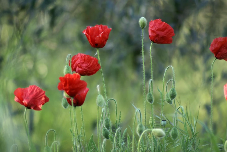 red poppy flowers with green foliage in the background