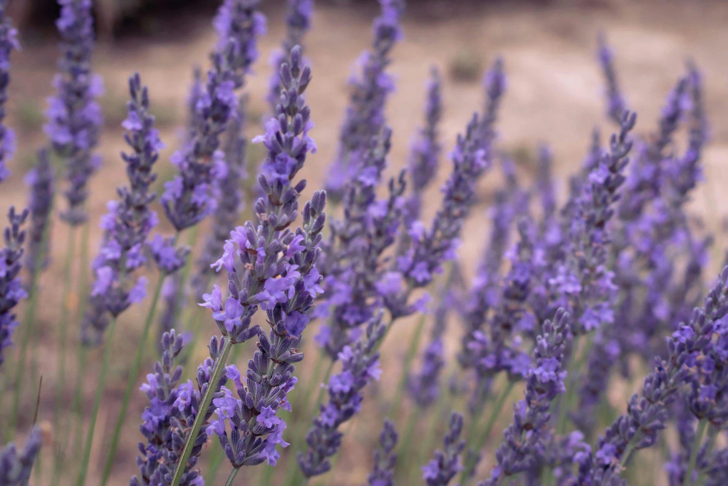 lavender flowers growing in an open area with blurry background