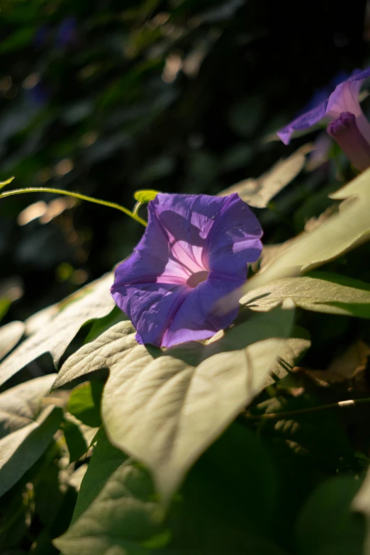 the flowers are all blooming very bright purple