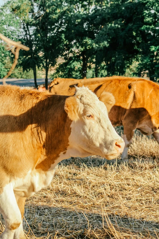 some brown and white cows are in some hay